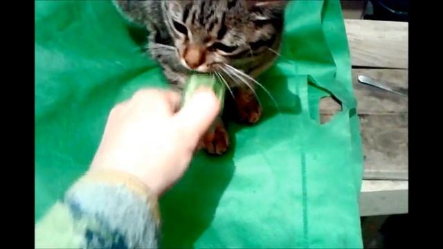 "ПРИКОЛЫ С ЖИВОТНЫМИ" КОТИКИ/ КОТЫ ЕДЯТ ОГУРЦЫ))) CATS смотреть онлайн