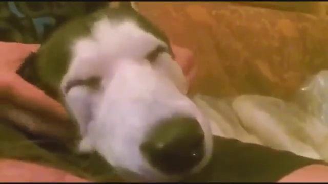 ХАСКИ МАССАЖИСТ - ПРИКОЛЫ С СОБАКАМИ смотреть онлайн