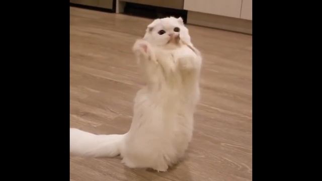 ЛУЧШИЕ ПРИКОЛЫ С КОТАМИ 2017 НОЯБРЬ | Лучшая подборка приколов | ТОПОВЫЕ ПРИКОЛЫ #3 смотреть онлайн