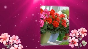 "Герани, герани... моей мамы цветы..." Красивая и душевная песня. Послушайте!