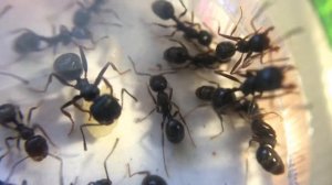 Типичная паника жнецов (смотрите со звуком)