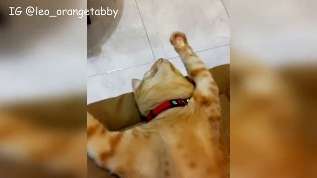 Приколы с Животными подборка Смешные собаки и кошки Калейдоскоп за 31 12 2018 смотреть онлайн