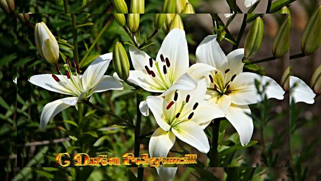 Лилии для Лилии!!! С Днём Рождения!!!