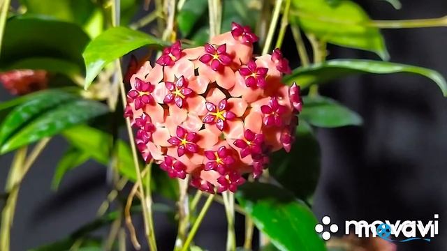 Hoya UT247 - quá trình nở hoa ! смотреть онлайн