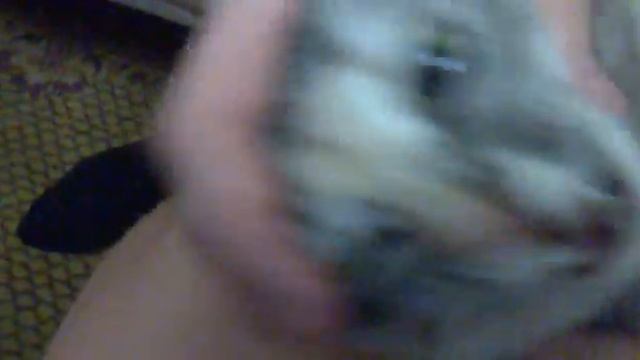 Котэ кричит ЯЗЬ!!!!!!!!!.mp4 смотреть онлайн