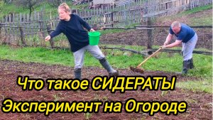 ЭКСПЕРИМЕНТ НА ОГОРОДЕ | Что такое СИДЕРАТЫ | Дом в деревне | Семья в селе