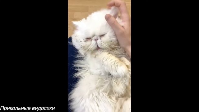 Подборка прикольных видео/Прикольные видосики#38 смотреть онлайн