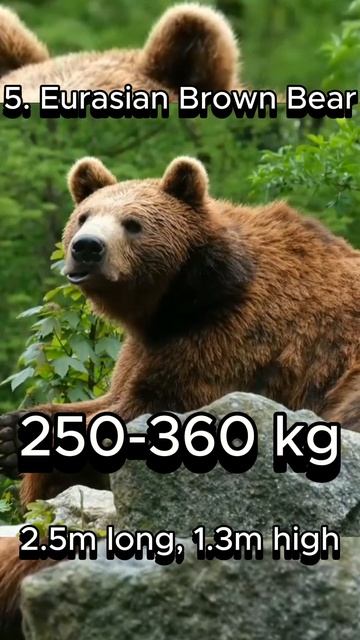 Biggest Bears In The World | Top 10 #top10 #biggest #bears смотреть онлайн