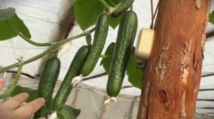 🌱 Как добиться непрерывного урожая огурцов? Мой проверенный метод!