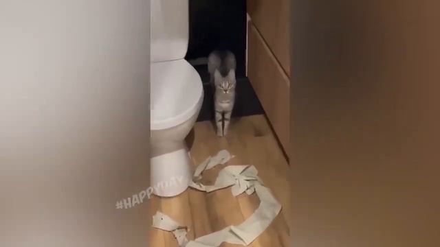 Смешные видео с котам 2023 года смотреть онлайн