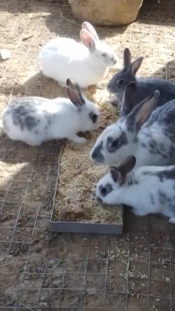 мои кролики ♥️♥️♥️♥️♥️ смотреть онлайн