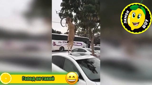 Лучшие приколы от Лимон шоу (Выпуск #15) смотреть онлайн