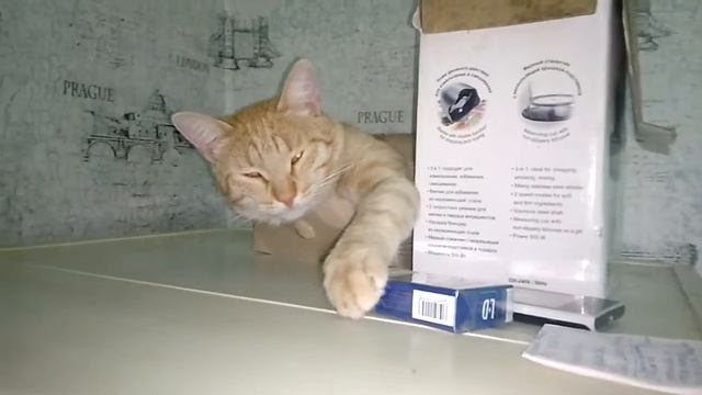 Кот курильщик смотреть онлайн