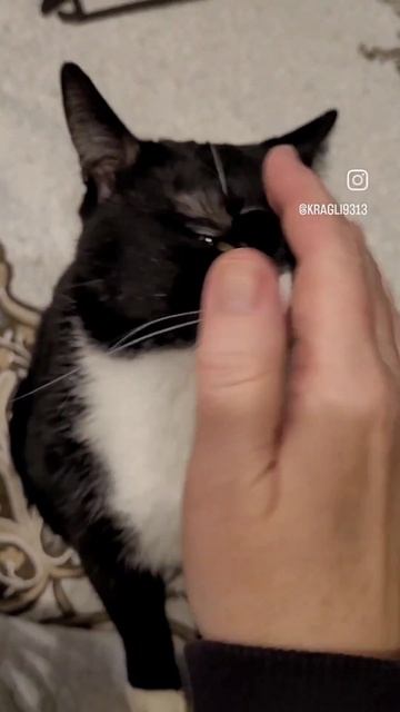 #котики #смешныевидео #приколы #коты #бездомныеживотные смотреть онлайн