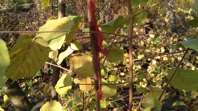 ФУНДУК обрезка,формировка 18ти летних КУСТОВ / Hazelnuts pruning, shaping 18-year-old BUSHES смотреть онлайн