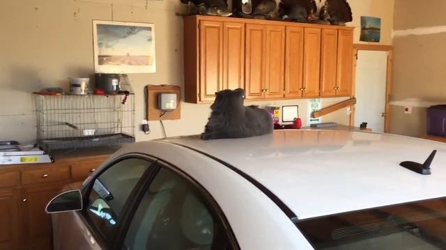 Смешные животные - коты пофигисты | Bazuzu Video ТОП подборка ноябрь 2017 смотреть онлайн