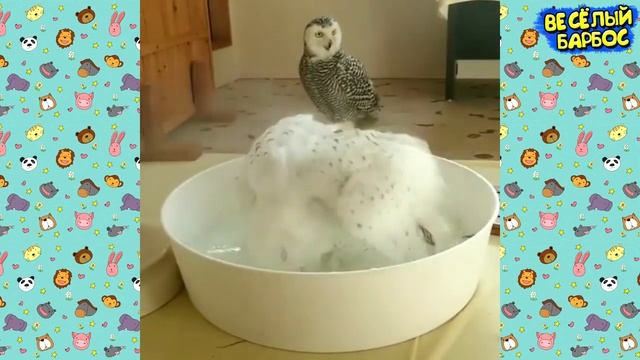 Я РЖАЛ ПОЛ ЧАСА | Приколы с Животными 2019 | Смешные Коты и Собаки смотреть онлайн