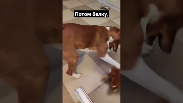 Шок! Собака всё-таки поймала кошку #приколы #юмор #питомцы #собака #басенджи #кошка #ржач #жиза #do смотреть онлайн