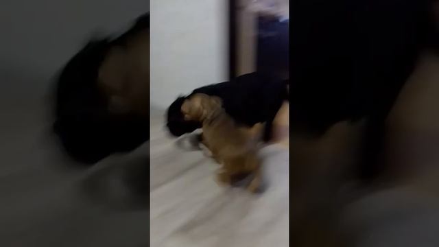 Эдна,Боня и Пряник