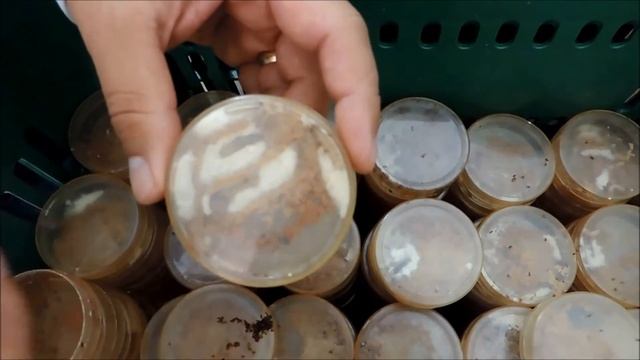 PRODUÇÃO LABORATORIAL DE COTESIA FLAVIPES/ BIOFLORA смотреть онлайн