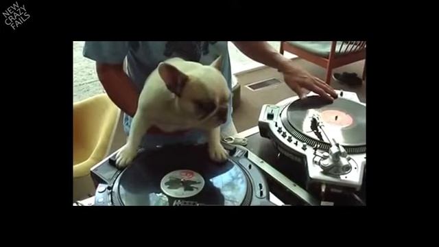 ЛУЧШИЕ ПРИКОЛЫ # 4 Собачьи приколы смотреть онлайн