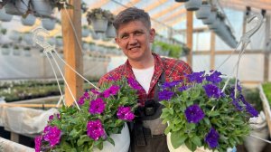 выбираем кашпо с петунией