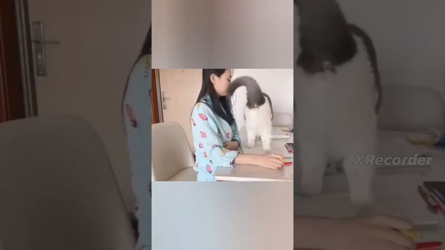 10 минут смеха| смешные коты | коты | мемные коты 2023 года смотреть онлайн