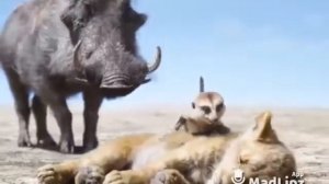 Прикол про тимона и пумба