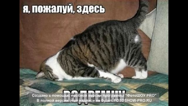 Я РЖАЛ ПОЛ ЧАСА. Смешные коты и собаки. Приколы с животными. смотреть онлайн