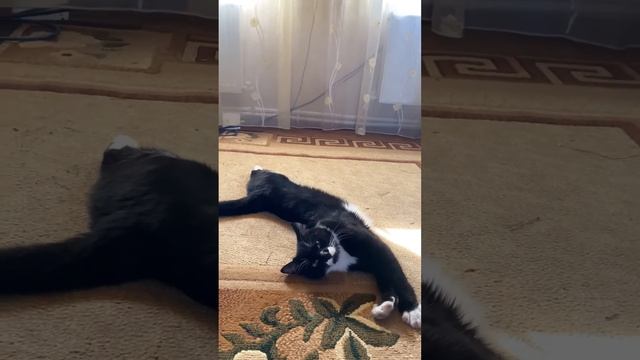 Нарезка 4 #москвич #юмор #cat #life #кот смотреть онлайн