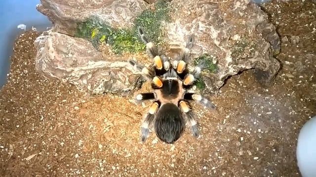 Brachypelma smithi Husbandry смотреть онлайн