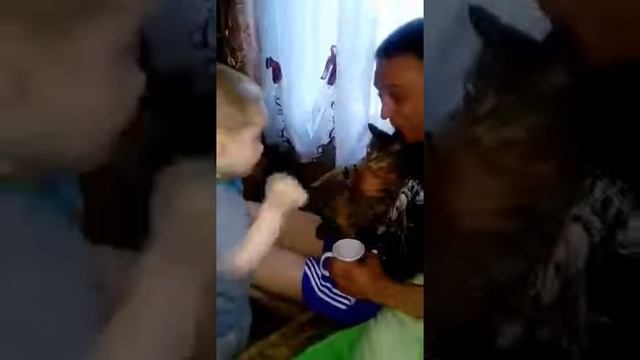 Довели кота до сердечного приступа