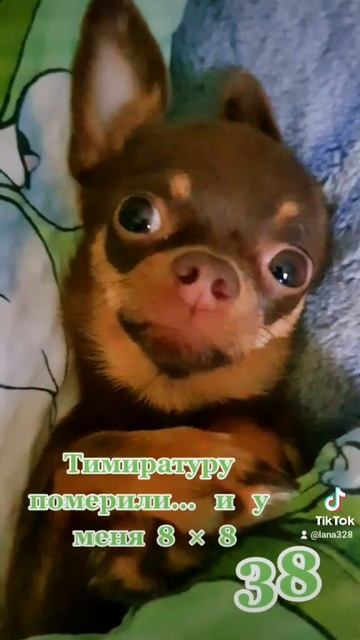 чихуа приколы. чихуахуа. смотреть онлайн