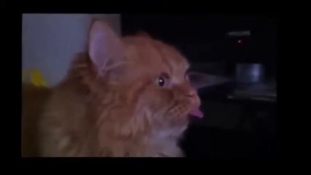 Смешные котЭ смотреть онлайн