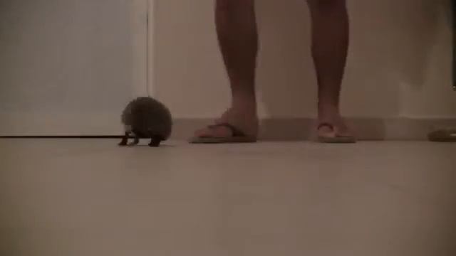 Вызов ёжика Приколы смотреть онлайн