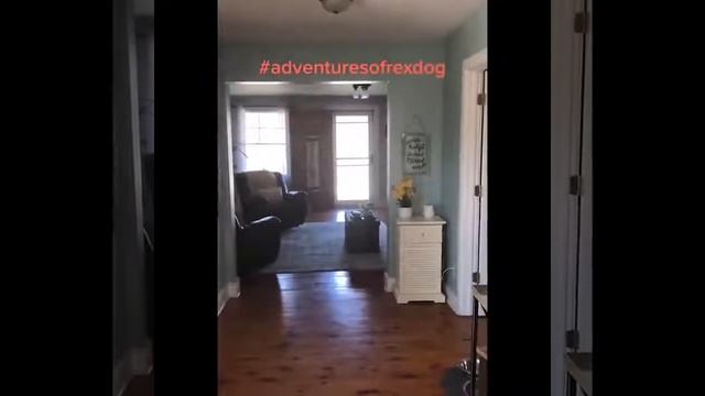 Отборные приколы с кошаками и песами! Умора без ограничений! Лучшие видео с домашними животными. смотреть онлайн