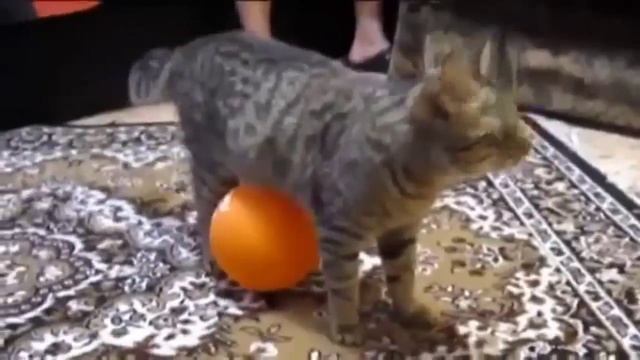 Приколы про котов.Кот и воздушный шарик смотреть онлайн