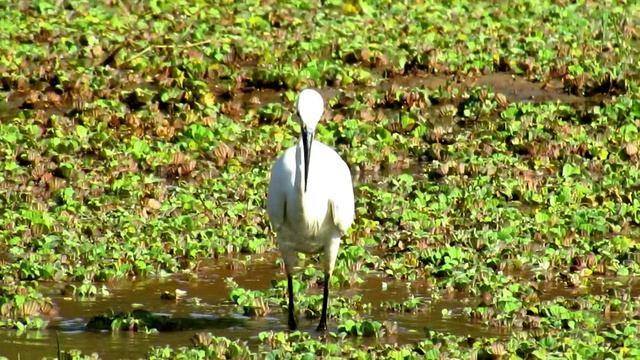 Дикая Индия. Цапли на охоте смотреть онлайн