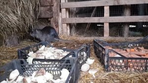 ХРЯК С ЧЕРНИЧНОГО ХУТОРА! ХУТОР ЗАМОШЬЕ РАСШИРЯЕТСЯ. ЧТО ЖДЁТ НАС ВПЕРЕДИ?