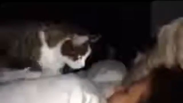 Ну что хозяйка, вставай, кот есть хочет, Новые Приколы, Шутки, Смешные ролики Юмор! Прикол! Смех смотреть онлайн