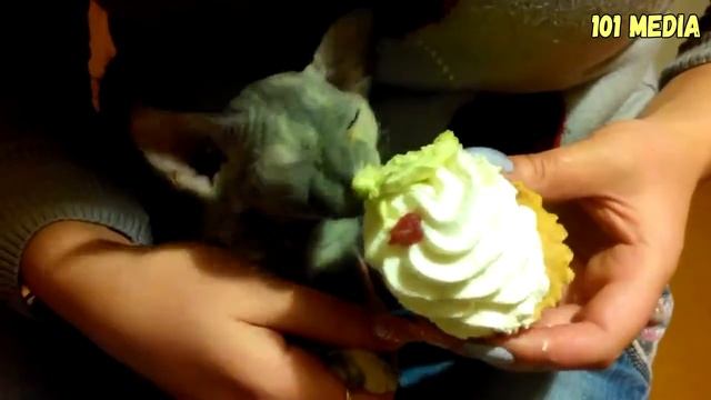Смешные кошки коты и собаки 2016 2017 2018 Видео Приколы про кошек Приколы про собак Прико смотреть онлайн