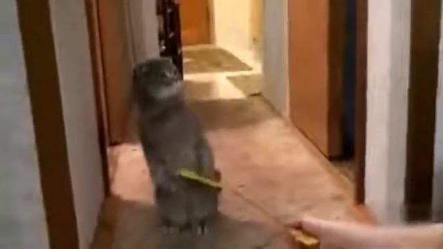 Дверной звонок испугал кота смотреть онлайн