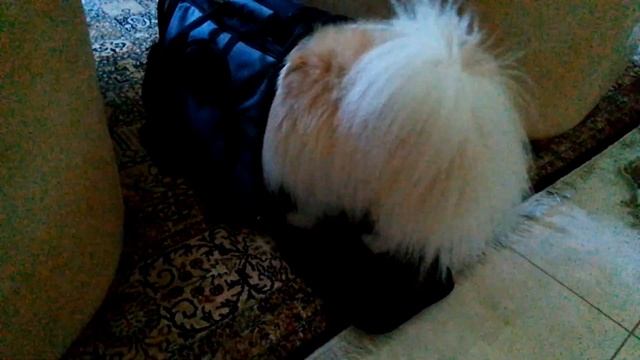 Запасаться на зиму)#шпиц смотреть онлайн