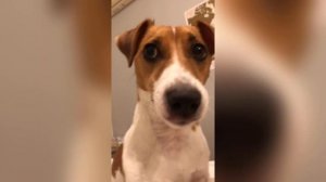 ЛУЧШИЕ ВАЙНЫ И ПРИКОЛЫ | Злой Джек