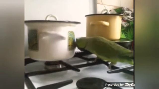 СМЕШНЫЕ ПОПУГАИ.НАТАША и другие!!!! смотреть онлайн