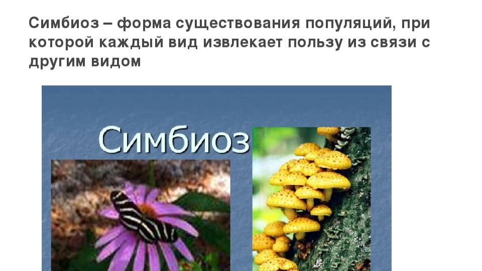 Природные секреты роста церкви: СИМБИОЗ