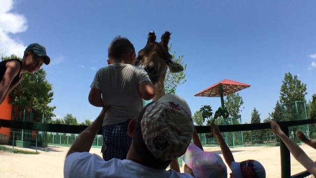 Тайган 250621 жираф