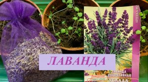 Как вырастить ЛАВАНДУ из семян без стратификации / Лаванда от посева до высадки в грунт.
