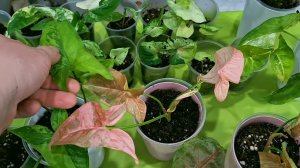 КОМНАТНЫЕ РАСТЕНИЯ(ЦВЕТЫ).СИНГОНИУМЫ(2 ЧАСТЬ.)