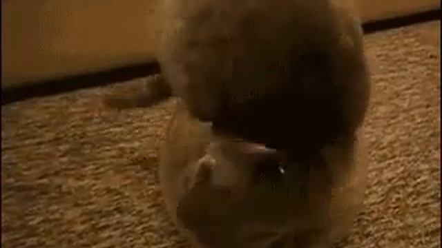 ПРИКОЛЬЧИК смотреть онлайн